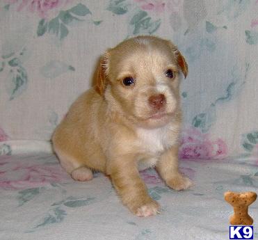 Somer - Gorgeous Long Coat Chiweenie Girl